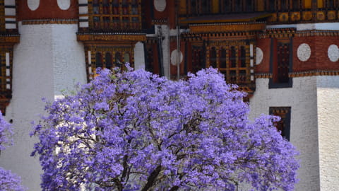 Jacaranda Baum mit dem Punakha Dzong 