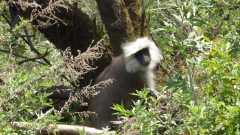 Ostbhutan Tierbeobachtungen