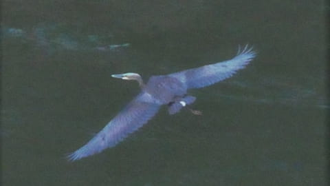 White-bellied Heron Bhutan 