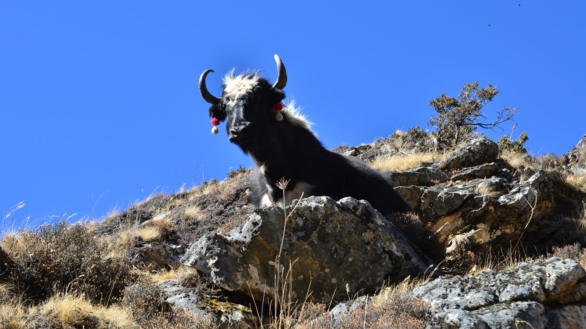 Yaks, die eine wichtige Rolle im Wirtschaftssystem Bhutans spielen