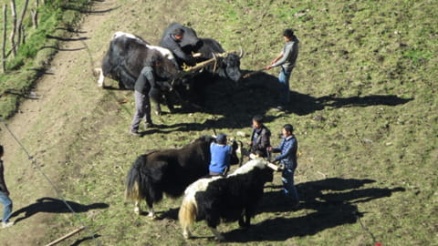 Yaks als Nutztiere im Himalaya Bhutans
