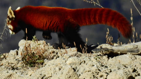 Bhutan Red Panda - Roter Panda