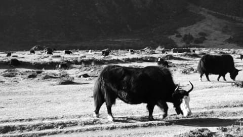 Yaks in ihrer natürlichen Umgebung, die die enge Verbindung zwischen Mensch und Tier in den ländlichen Gebieten Bhutans zeigen