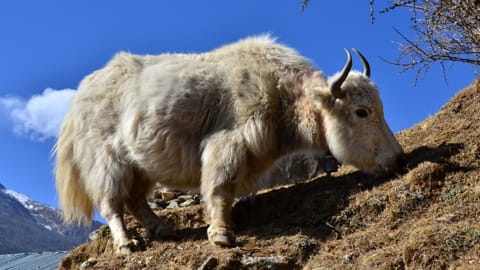 Yaks in Bhutan, die von den Bergbewohnern durch abgelegene Täler und Bergpässe geführt werden, um neue Weidegründe zu finden