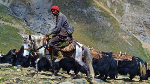 Yak Nomaden im Bergland Bhutans 