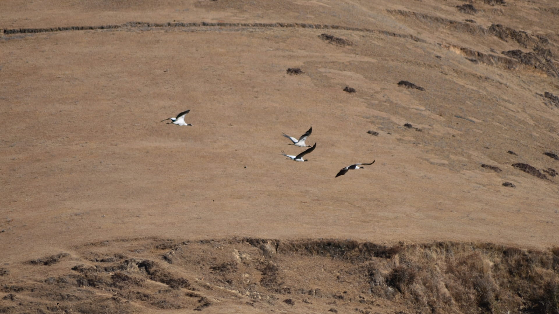 Valley of the Cranes Phobjika Valley near Gangtey