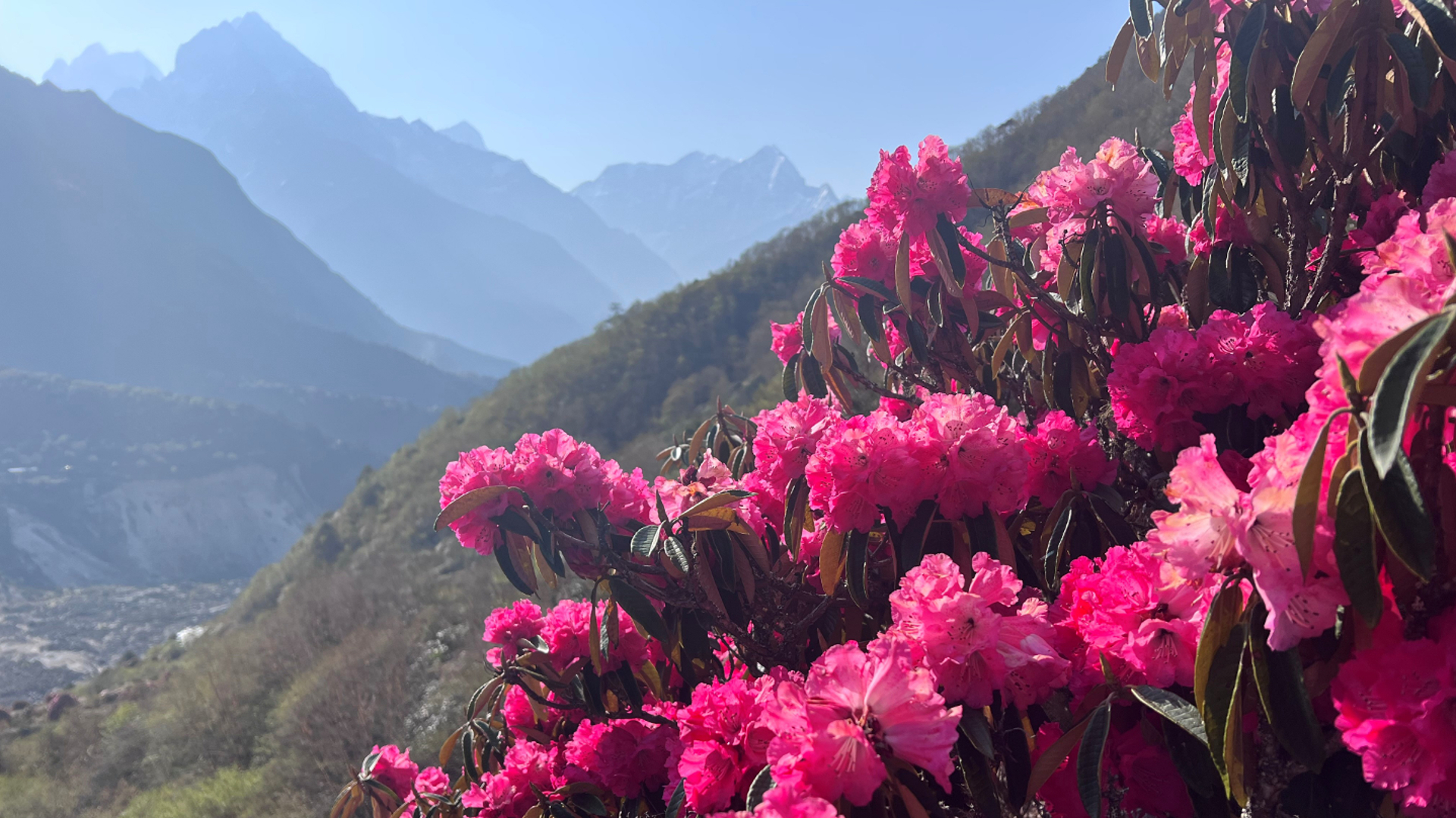 Rhododendronblüten in Bhutan