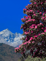 Rhododendronblüten vor Berglandschaft in Bhutan