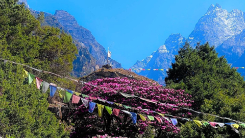 Bhutan Rhododendron Blüte