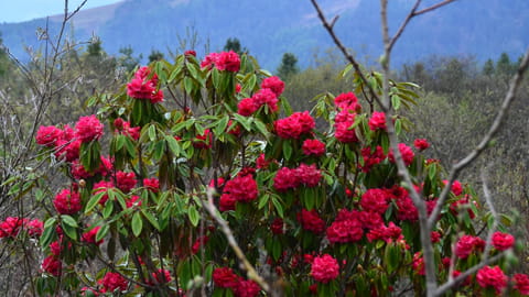 Rhododendron Blüte im Mai - Himalaya in Bhutan 