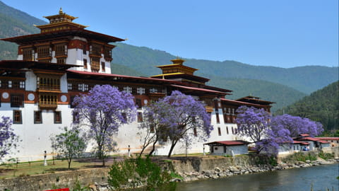 Jacaranda Baum im Mai mit dem Punakha Dzong 