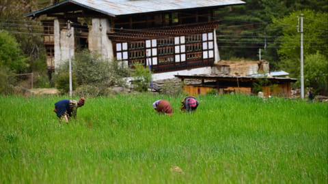 Bhutan rice harvest