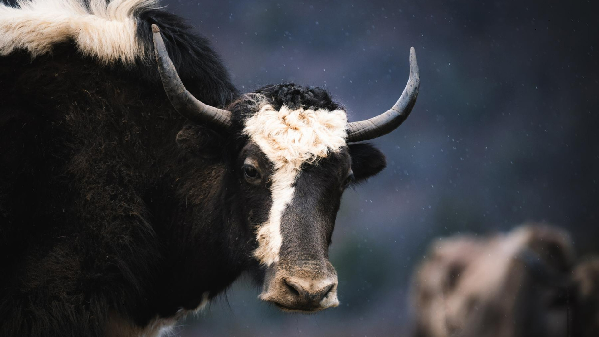 Yak in Bhutan auf dem Laya Trek, majestätisches Himalaya-Tier