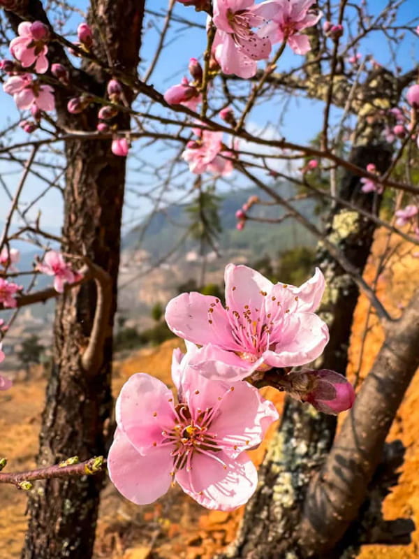 Blumen in Paro Homestay garten